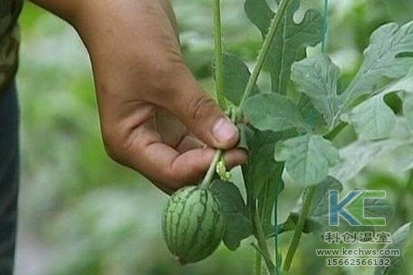 無土栽培技術，無土栽培設備，無土栽培，溫室大棚