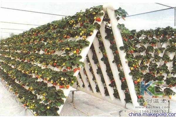 無土栽培，無土栽培技術(shù)，無土栽培設(shè)備，蔬菜栽培