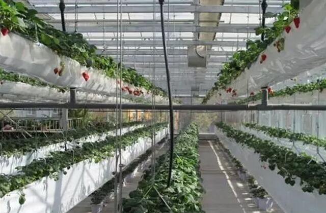 無土栽培，無土栽培技術(shù)，無土栽培設(shè)備