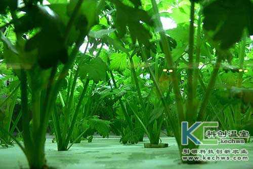 無土栽培，無土栽培技術，無土栽培設備