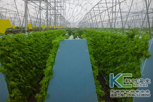 無土栽培，無土栽培技術(shù)，無土栽培設(shè)備