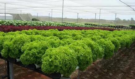 無(wú)土栽培，無(wú)土栽培技術(shù)，無(wú)土栽培設(shè)備