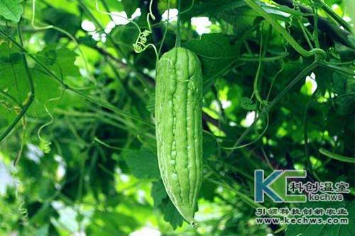 無土栽培，無土栽培技術(shù)，無土栽培設(shè)備