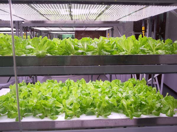 無(wú)土栽培，無(wú)土栽培技術(shù)，無(wú)土栽培設(shè)備