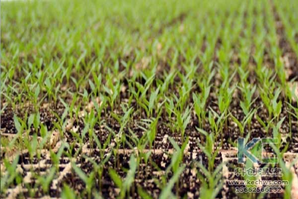 無土栽培，無土栽培技術，無土栽培設備