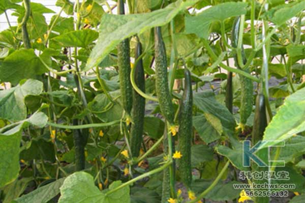 無土栽培,無土栽培技術,無土栽培設備