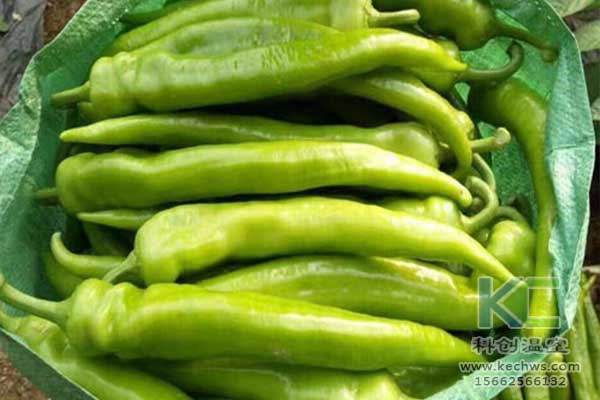 無土栽培,無土栽培技術,無土栽培設備