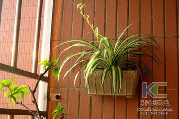 無土栽培,無土栽培技術,無土栽培設備