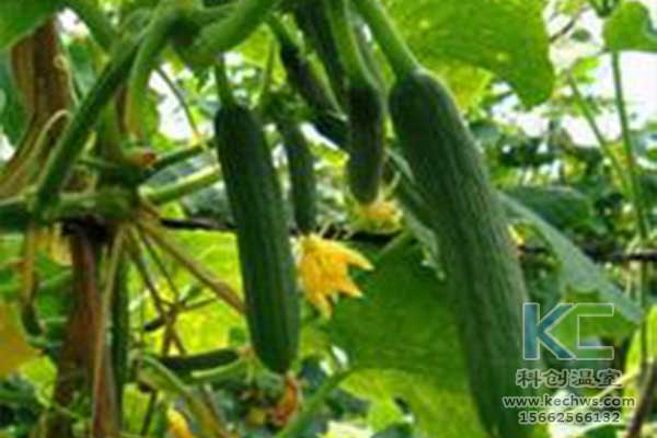 無土栽培，無土栽培技術(shù)，無土栽培設(shè)備