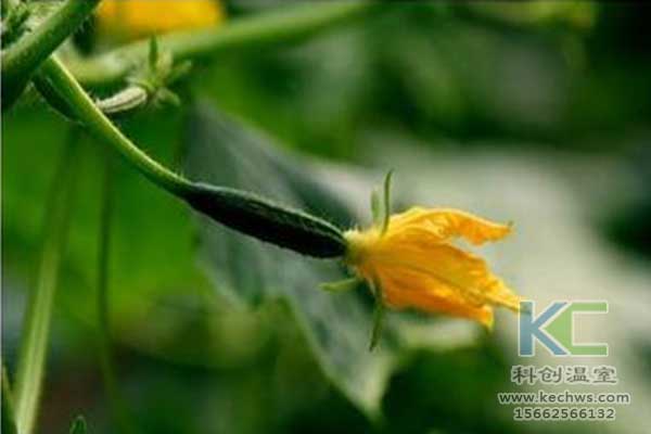 無土栽培，無土栽培技術，無土栽培設備