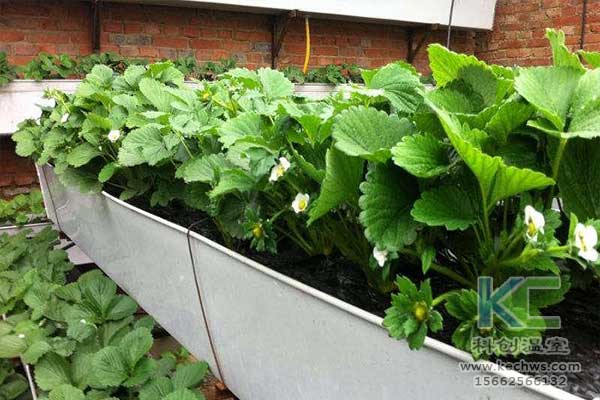 無土栽培，無土栽培技術，無土栽培設備