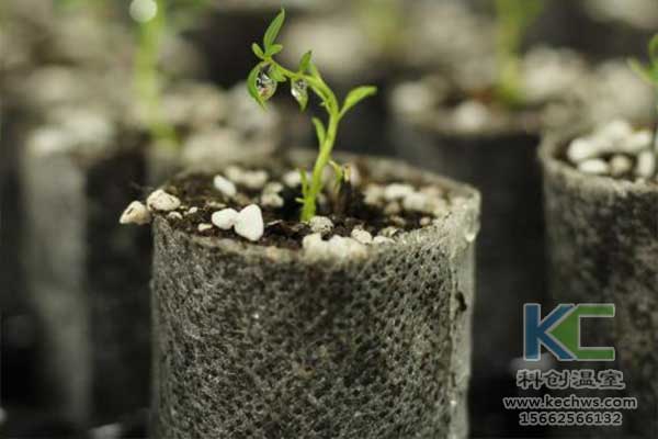 無土栽培,無土栽培技術(shù),無土栽培設(shè)備