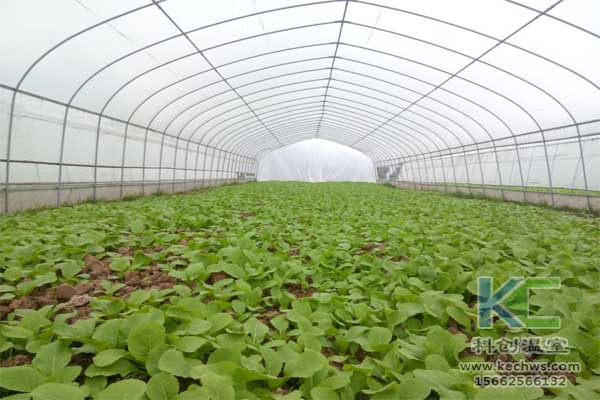 無(wú)土栽培,無(wú)土栽培技術(shù),無(wú)土栽培設(shè)備