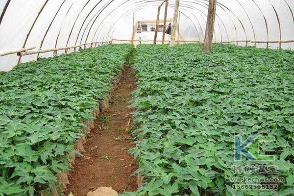 無土栽培，無土栽培技術，無土栽培設備