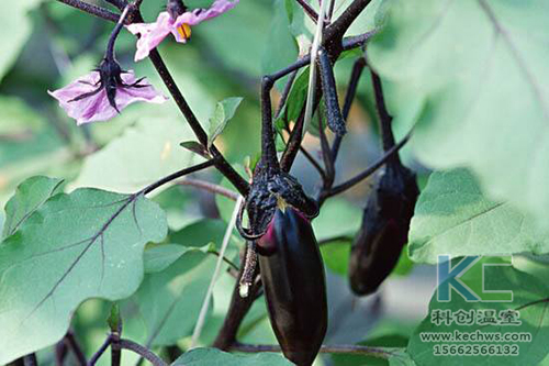 無土栽培,無土栽培技術,無土栽培設備