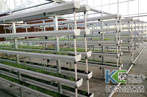 無(wú)土栽培,基質(zhì)栽培,水培