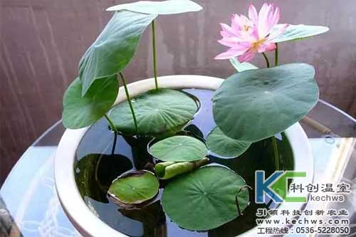 無土栽培，無土栽培技術(shù)，無土栽培設(shè)備