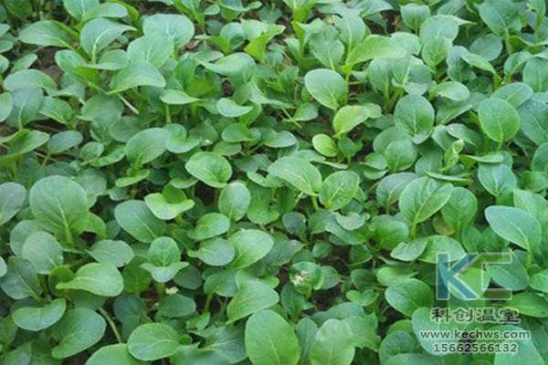 無土栽培，無土栽培技術(shù)