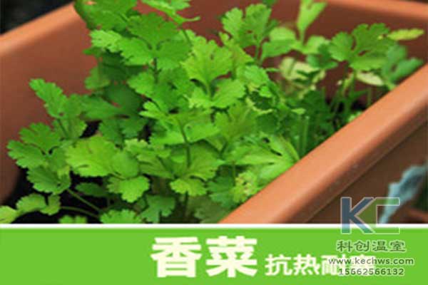 無土栽培，無土栽培技術，無土栽培設備