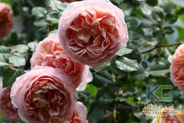 無土栽培，無土栽培技術，無土栽培設備