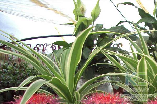 無土栽培，無土栽培技術，無土栽培設備