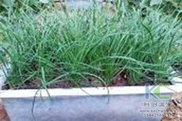 無土栽培，無土栽培技術，無土栽培設備