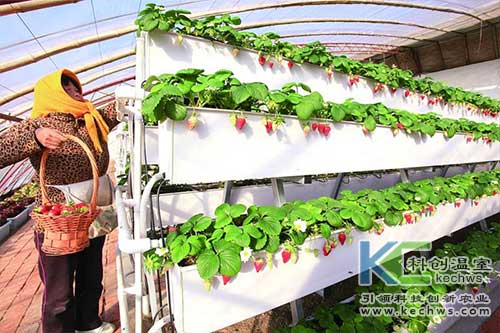 無土栽培，無土栽培技術(shù)，無土栽培設(shè)備