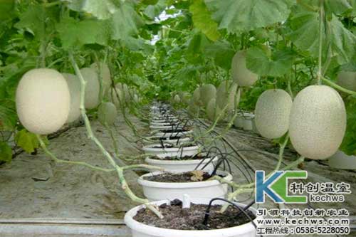 無土栽培,無土栽培技術,無土栽培設備