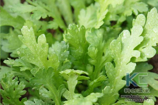 無土栽培，無土栽培技術，無土栽培設備