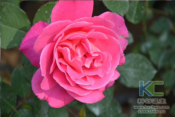 無土栽培，無土栽培技術(shù)，無土栽培設(shè)備