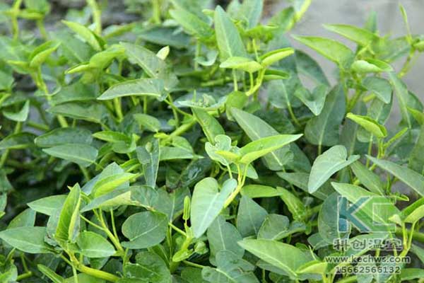 無土栽培，無土栽培技術(shù)，無土栽培設備