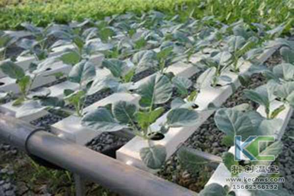 無土栽培，無土栽培技術，無土栽培設備