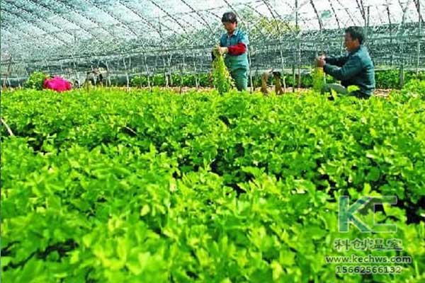 無土栽培，無土栽培技術，無土栽培設備