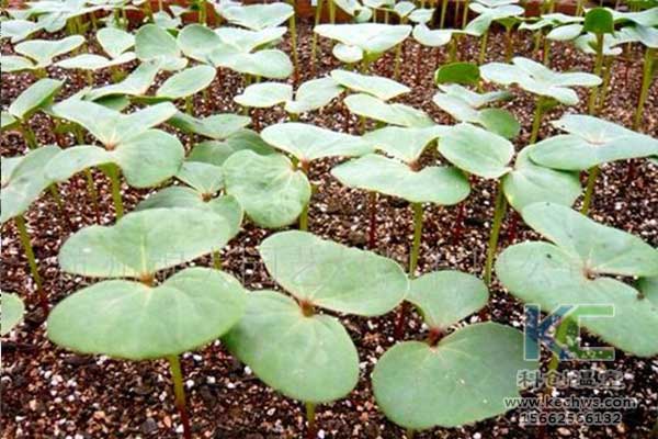 無土栽培，無土栽培技術，無土栽培設備