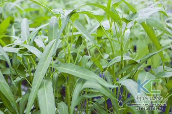 無土栽培，無土栽培技術(shù)，無土栽培設備
