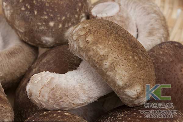 無土栽培，無土栽培技術