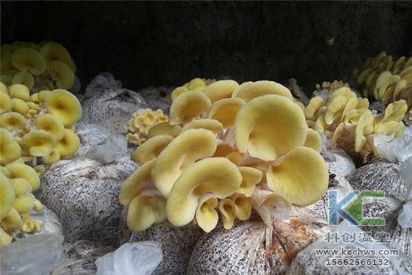 無土栽培，無土栽培技術，無土栽培設備