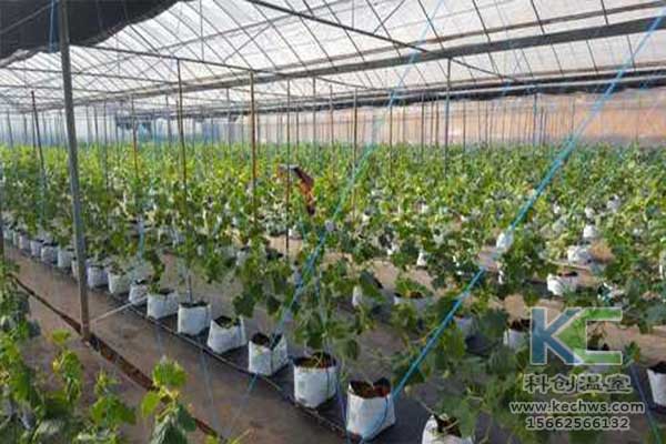 無土栽培，無土栽培技術，無土栽培設備