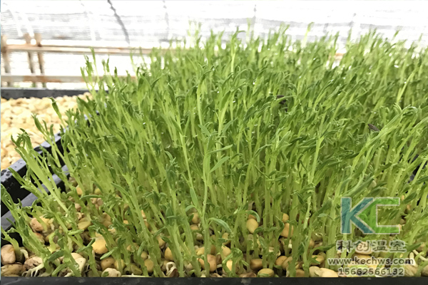 無土栽培，無土栽培技術，無土栽培設備