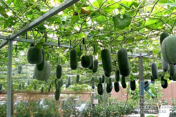 蔬菜大棚無土栽培，無土栽培技術，溫室大棚，大棚