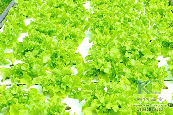 無土栽培，無土栽培技術(shù)，無土栽培設(shè)備，蔬菜栽培