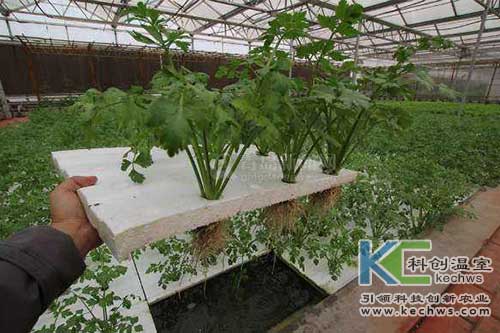 無土栽培，無土栽培技術，無土栽培設備