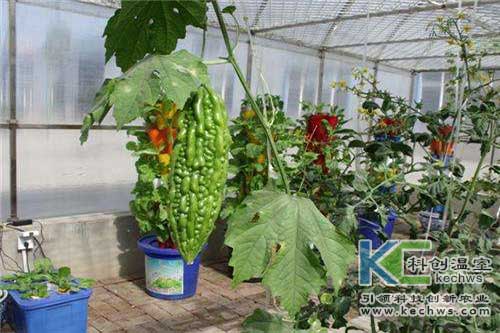 無土栽培，無土栽培技術(shù)，無土栽培設(shè)備