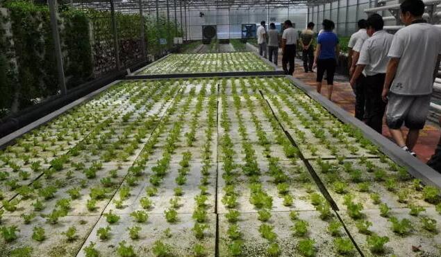 無(wú)土栽培，無(wú)土栽培技術(shù)，無(wú)土栽培設(shè)備