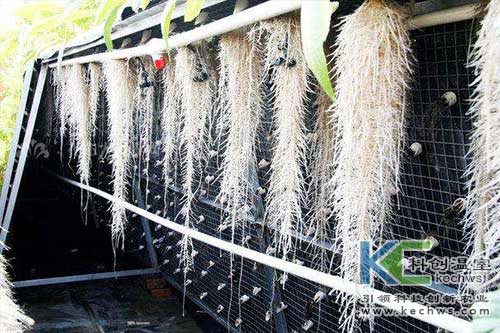 無(wú)土栽培,無(wú)土栽培技術(shù),栽培技術(shù)