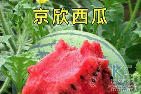 無(wú)土栽培，無(wú)土栽培技術(shù)，無(wú)土栽培設(shè)備