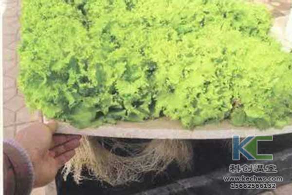 無土栽培，無土栽培技術(shù)，無土栽培設(shè)備