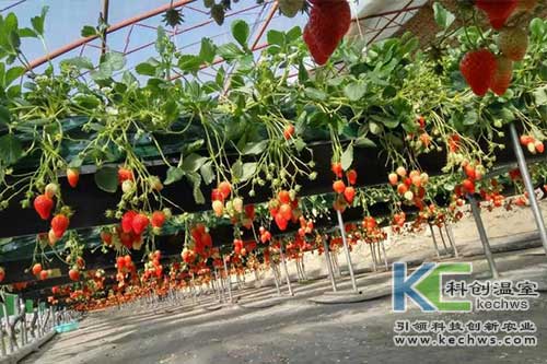 無土栽培，無土栽培技術(shù)，無土栽培設(shè)備