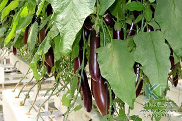 無土栽培，無土栽培技術，無土栽培設備