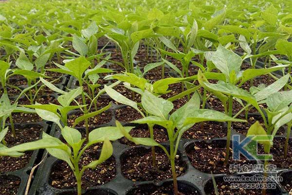 無(wú)土栽培，無(wú)土栽培技術(shù)，無(wú)土栽培設(shè)備